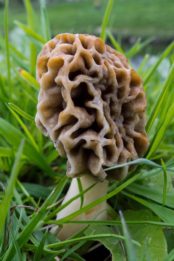 Common Morel