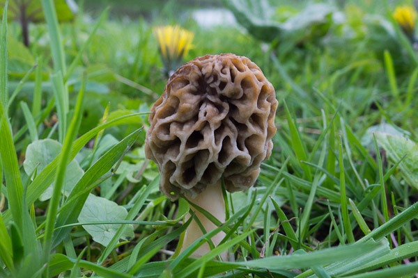 Common Morel