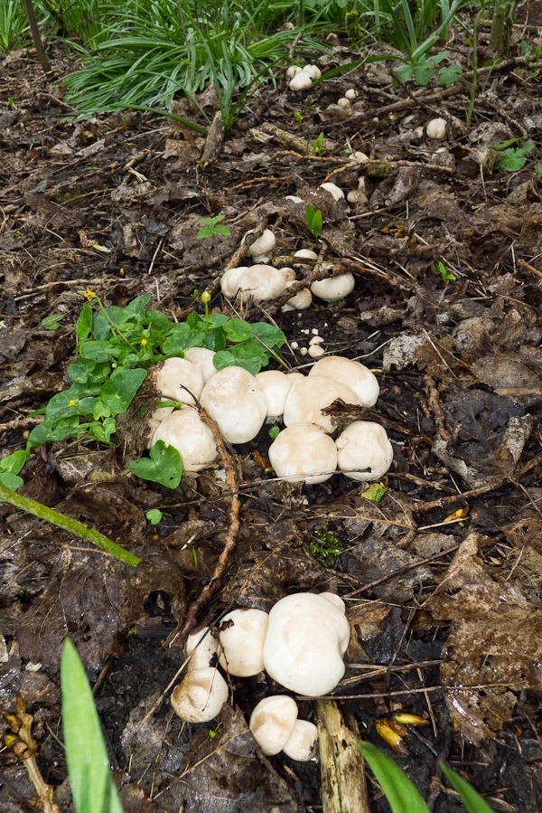 St George’s Mushroom 