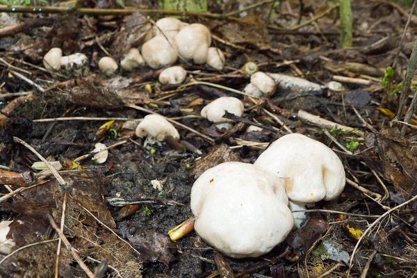 St George’s Mushroom 