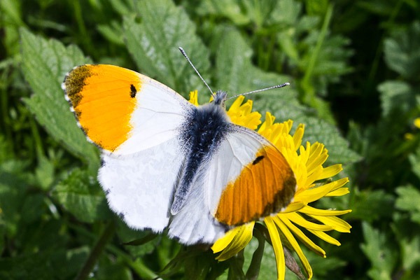 Orange Tip Butterfly