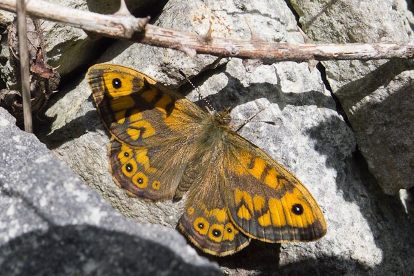 Wall Brown