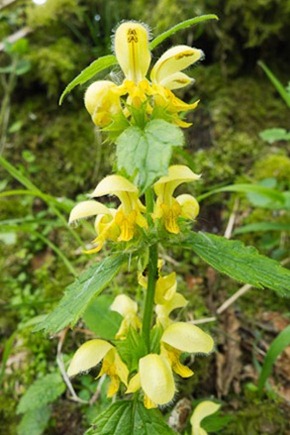 Yellow Archangel