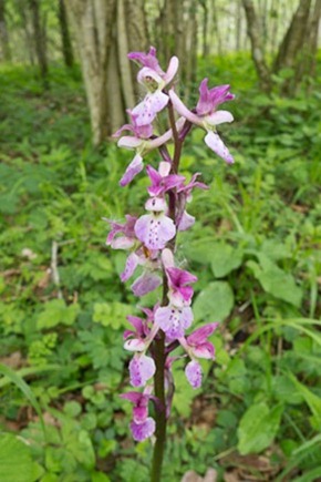 Early Purple Orchid