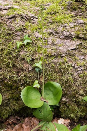 Common Twayblade