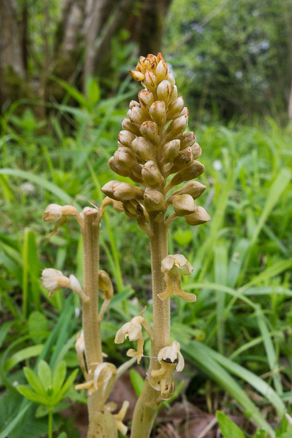 Birds Nest Orchid