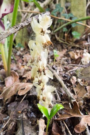 Toothwort