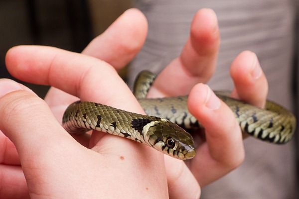 Young Grass Snake found on the reptile ramble at Arne