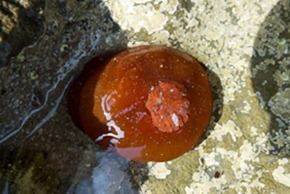 Beadlet Anemone with tentacles withdrawn