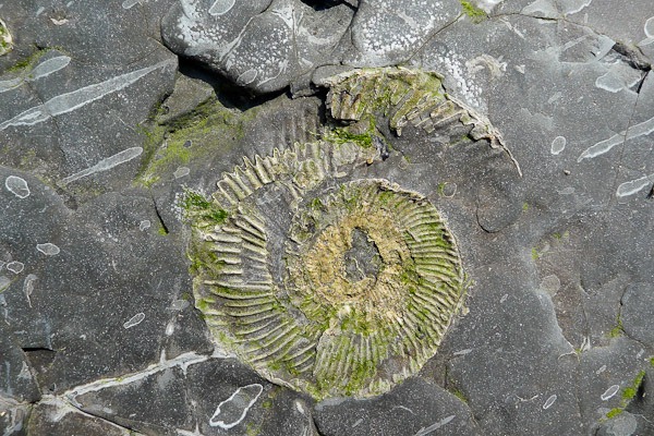 Ammonite 
