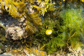 Seaweed and sponges