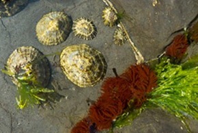 Limpets and Anemones