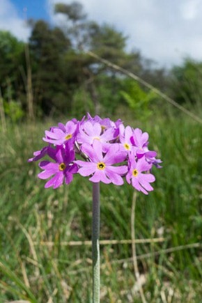 Birds-eye Primrose