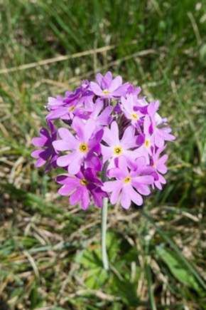 Birds-eye Primrose