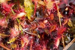 Round-leaved Sundew