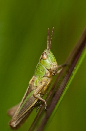 Meadow Grasshopper