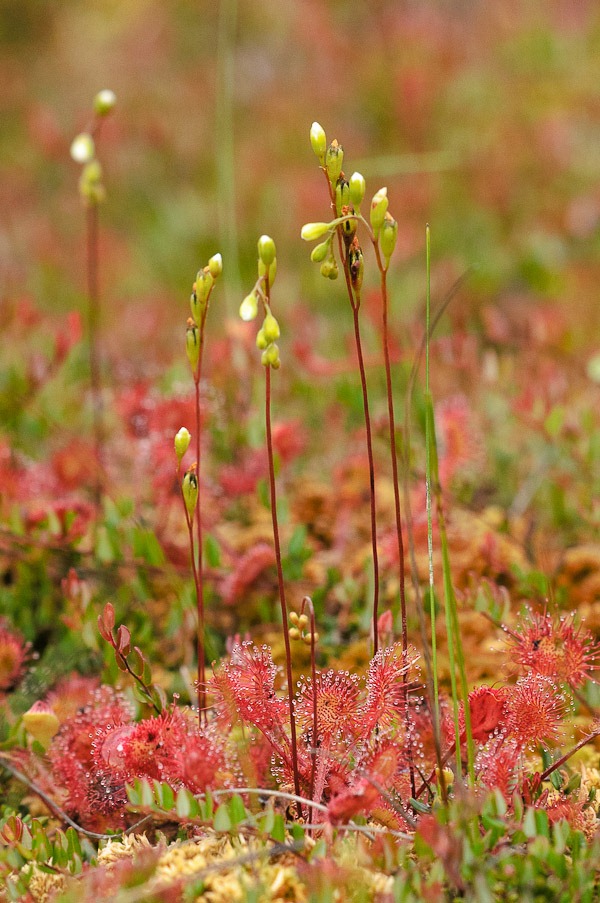 Round-leaved Sundew