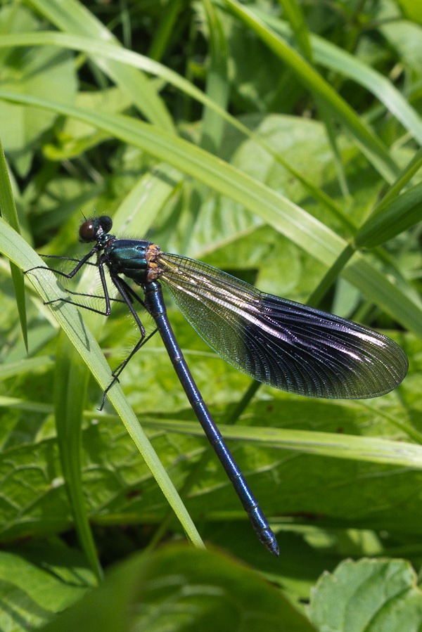 Banded Demoiselle