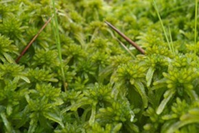 Sphagnum recurvum