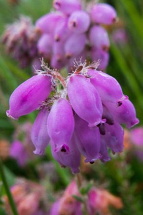 Cross leaved Heath