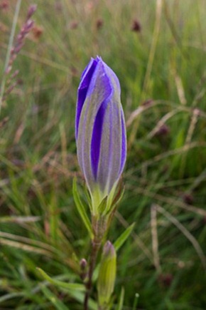 Marsh Gentian