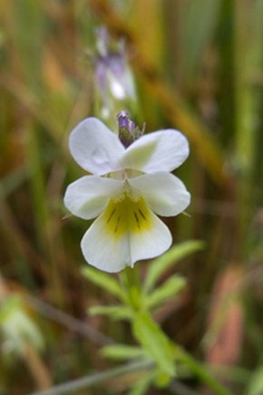 Field Pansy