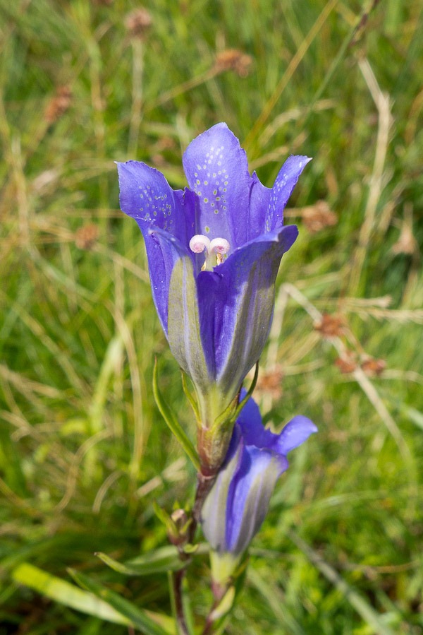 Marsh Gentian
