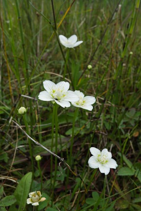 Grass of Parnassus