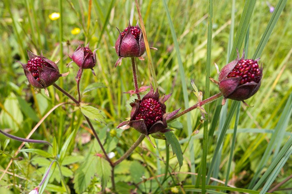 Marsh Cinquefoil