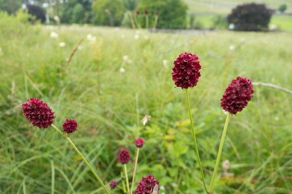 Great Burnet growing in an area of fen