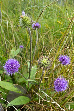 Devil's Bit Scabious