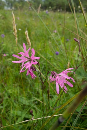 Ragged Robin