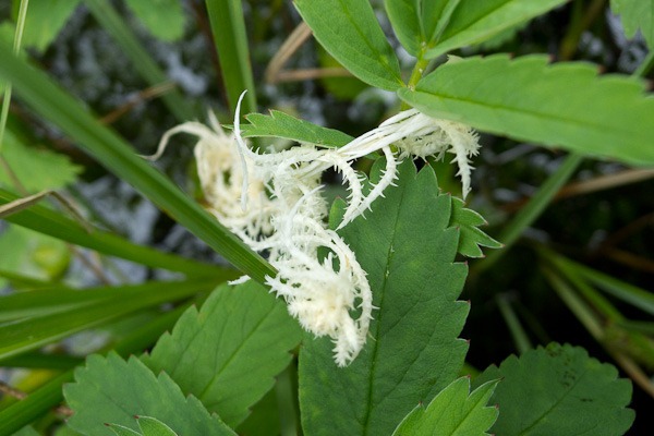 Fasciated plant material on a Lesser Water Parsnip