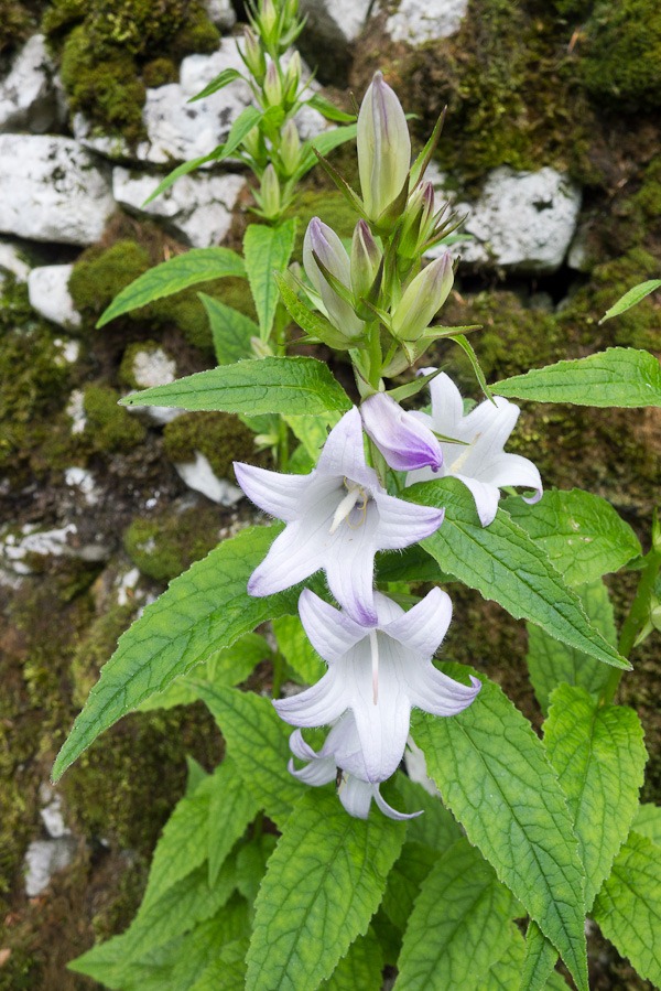 The Giant Bellflower 