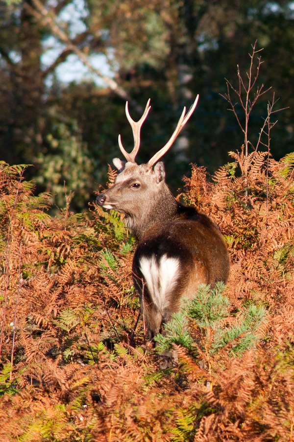  Sika Stag