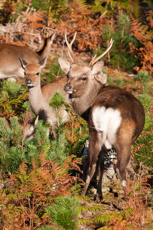 Sika Stag and young