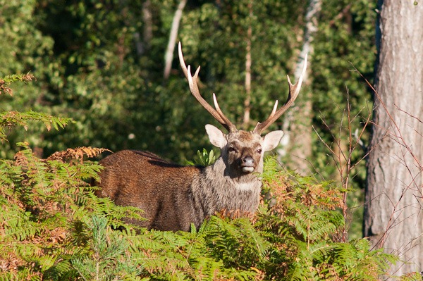 Sika Stag at Arne
