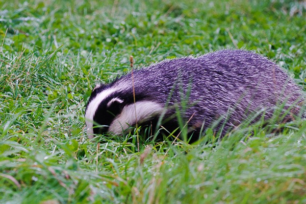 Badgering about