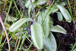 Probable Common Butterwort