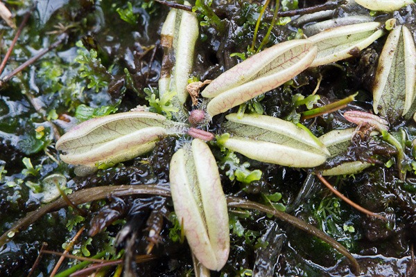 Close up of Pale Butterwort leaves