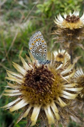 Carline thistle and Common Blue