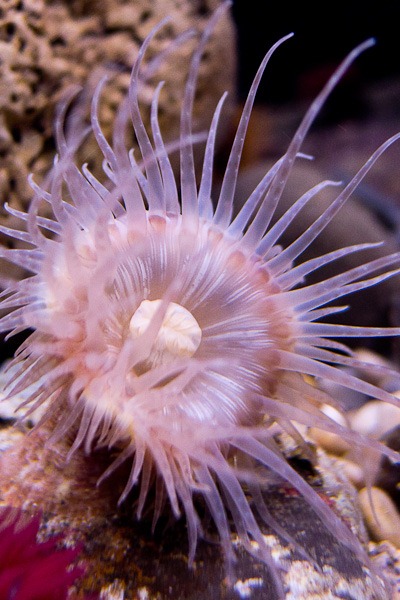 Fountain Anemone