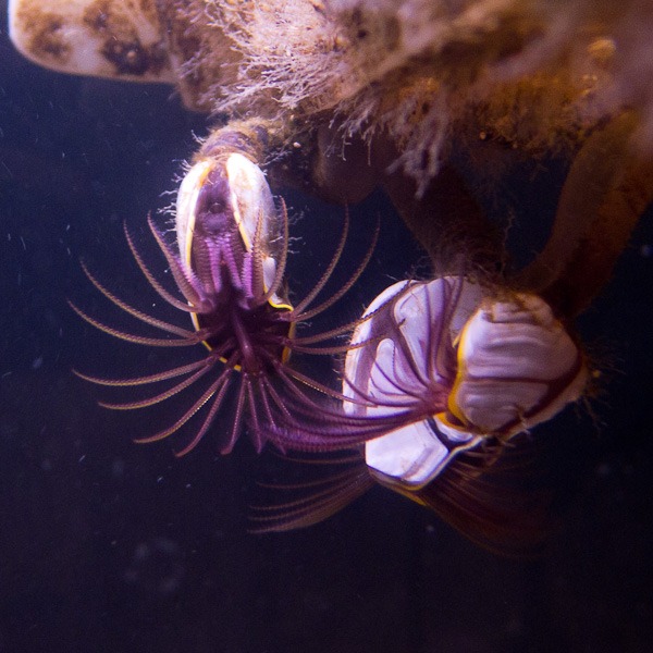 Peacock Worm