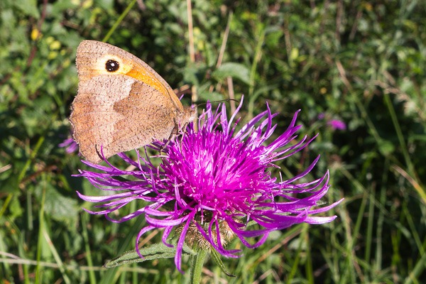 Small Heath on a Greater Knapweed