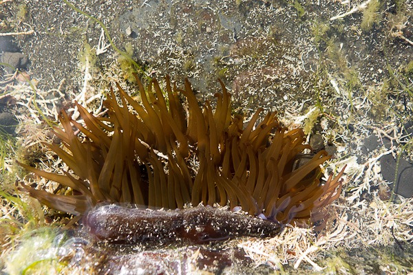 Beadlet Anemone