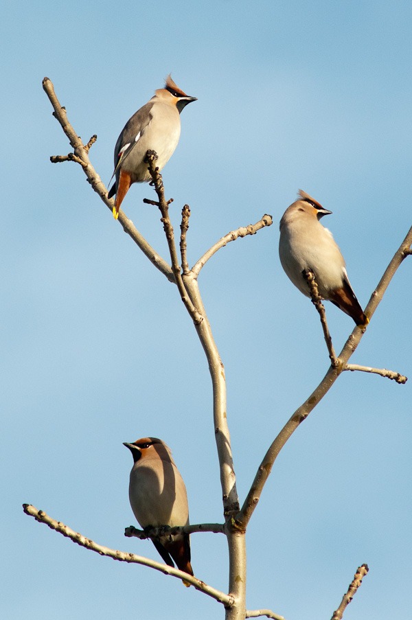 Waxwings 