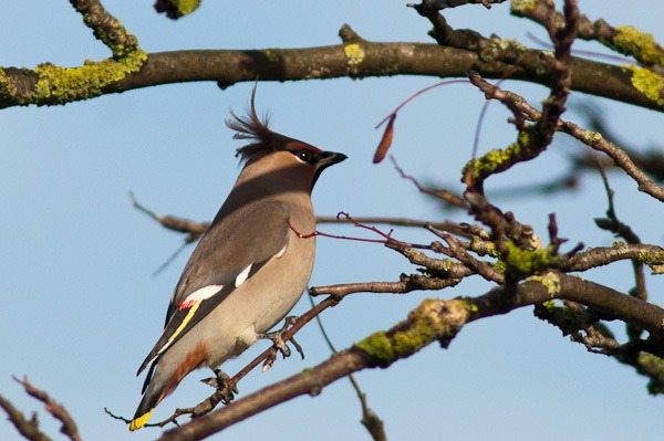 Waxwing in Rowan tree
