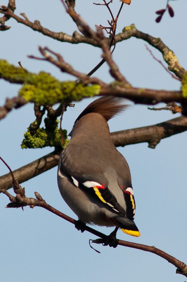  Waxwing complete with distinctive red tips to secondaries