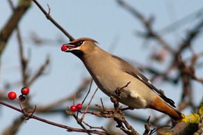 Waxwing with Rowan berries