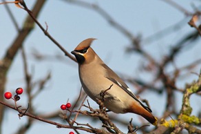Waxwing